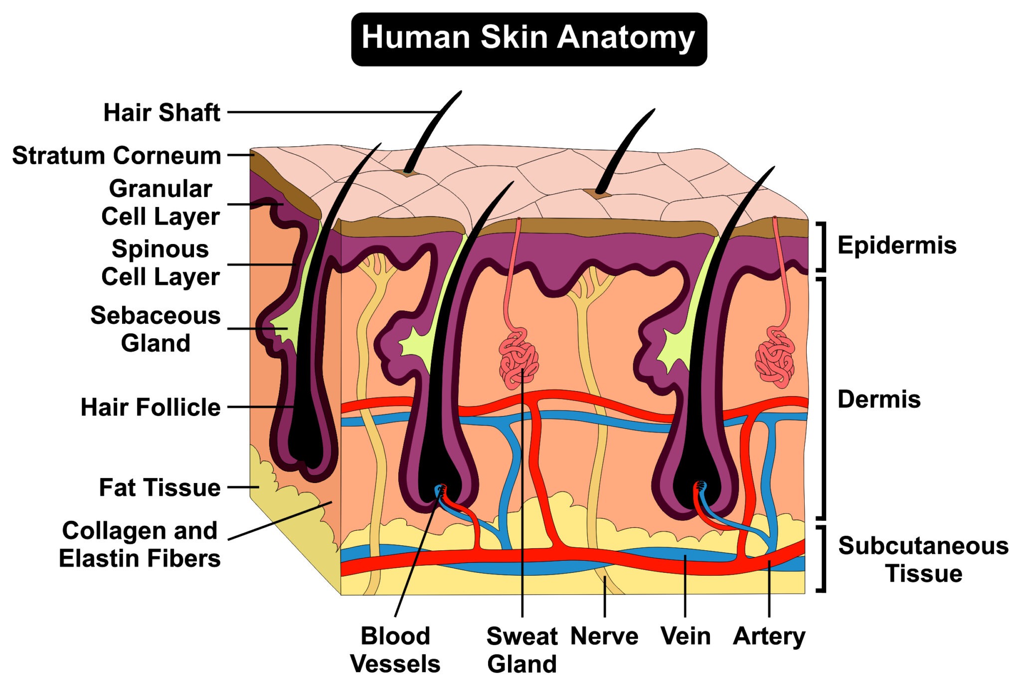 dermal-html-35-18-leafanatomy-l-jpg